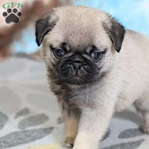 Monty, Pug Puppy